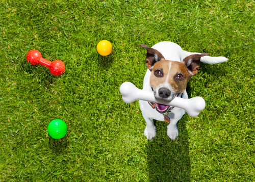 köpek ve oyuncakları