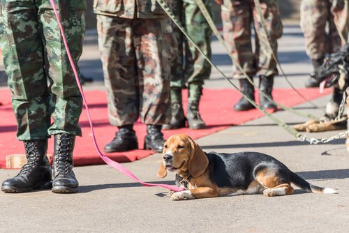 arama ve kurtarma köpekleri