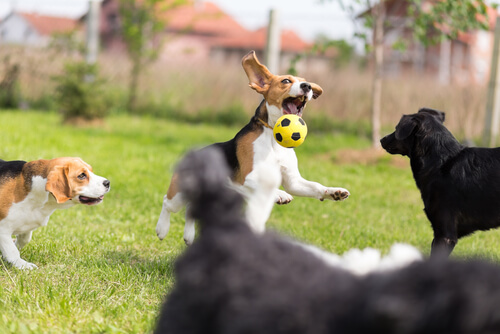 topla oynayan köpekler