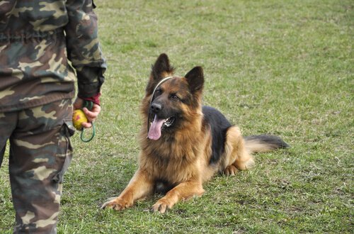 arama ve kurtarma köpekleri