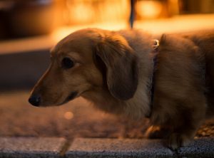 Havai Fişeklerden Korkan Köpeğinize Yardımı Olacak Bir İlaç