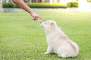 Köpeklere Verilebilecek En Uygun Ceza