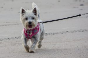 Köpek Gezdirirken Yaptığımız Hatalar