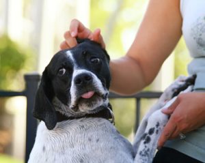 köpeklerde korku
