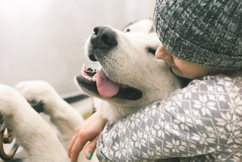 köpeklerde duygu