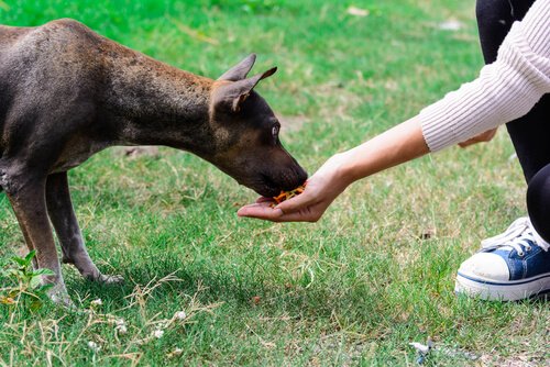 Sahibinin avucundan yemek yiyen köpek