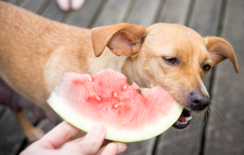 Köpeklerin Beslenmesinde Tavsiye Edilen Meyveler