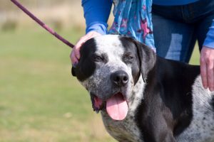 Tasmayı Çekmek: Köpeğinizde Yaratabileceği Sağlık Sorunları