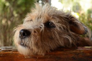 Köpekler Yaramazlıkları Yüzünden Suçluluk Duyar Mı?