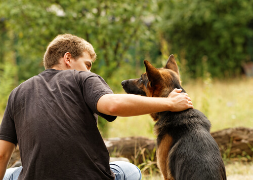 köpeklerde suçluluk