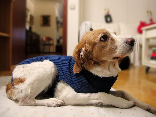 korkmuş köpek