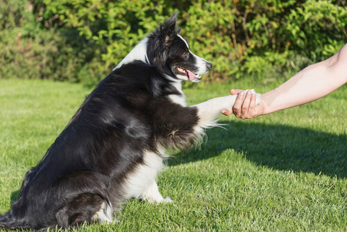 yaramaz köpekler