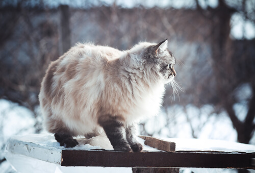 karlı havada kedi