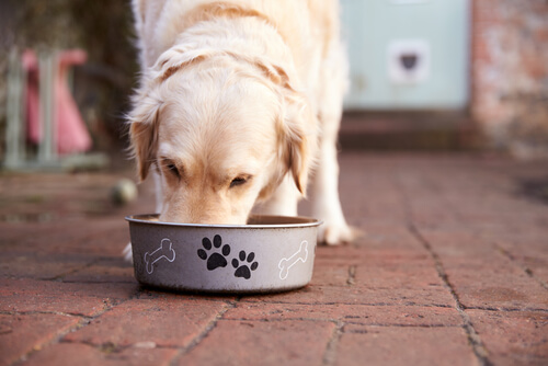 Sağlık Uyarısı: Köpekler İçin Zehirli Olan Yiyecekler