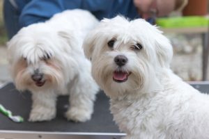 Köpek Bakımında İşinize Yarayacak 3 Öneri
