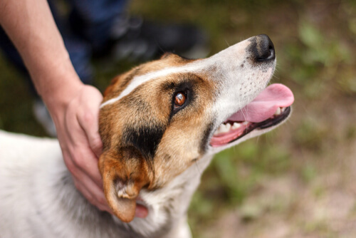 kafası okşanan sokak köpeği