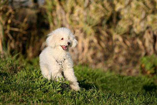 kaniş cinsi köpek