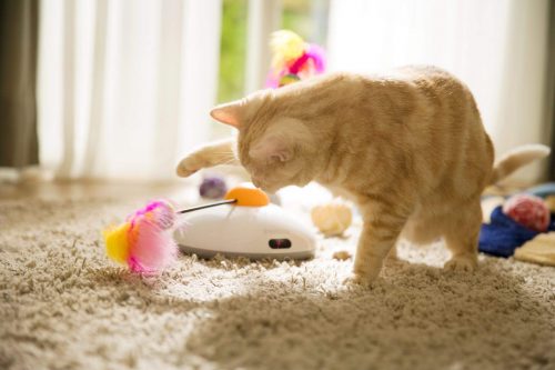 pawbo catch ile oynayan kedi