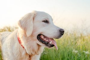 Dünyadaki En Akıllı Köpek Cinsleri