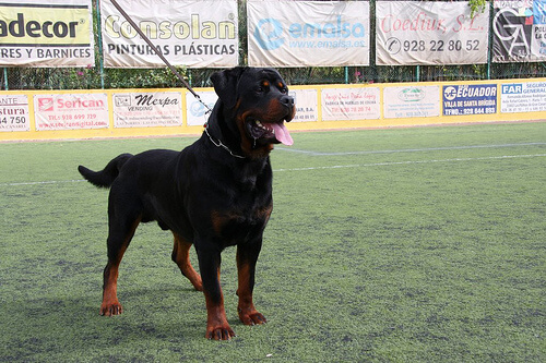 çim sahada duran alfa köpek