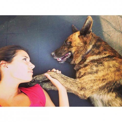 köpeklerde aşırı duyarlılık hastalığı