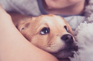 Sağlık Uyarısı: Köpeklerde Anaflaksi Nedir?