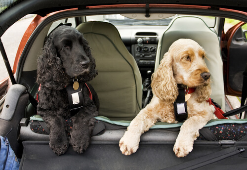 Araba Yolculuğu Giriş Dersleri: Köpek Emniyet Kemeri