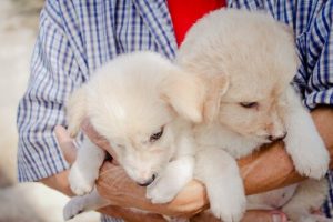 Barınaktan Sahipleneceğiniz Köpeğiniz İçin 10 Adımda Hazırlık