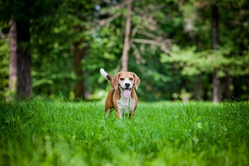 beagle cinsi köpek