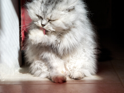 patisini yalayan kedi