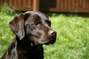 Málaga'da Bir Adamın Hayatını Kurtaran Köpek