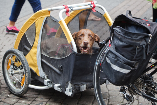 Peru’yu Bisikletle Gezen Köpek