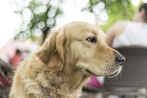 Büyük Köpek Beslemek İçin 5 Neden