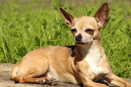 Chihuahua'lar Hakkında Bilmeniz Gereken Her Şey