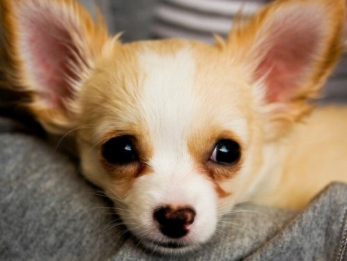 yavru köpek