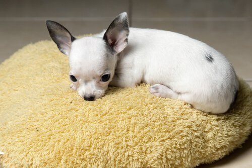 yavru chihuahua köpek