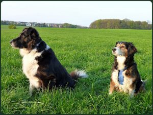 çimenlerde oturan iki köpek