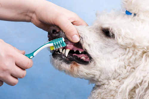 diş fırçası ve köpek
