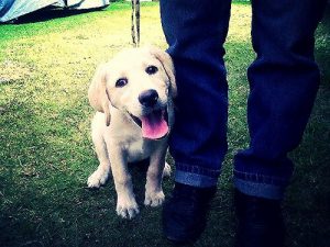 Köpeğiniz Neden Her Yerde Sizi Takip Eder