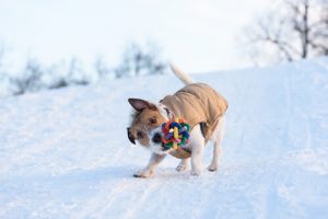Köpekler Oyuncakları Neden Sallar?