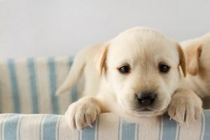 Köpeğinizin Yaşamında Doğal Damgalamanın Önemi