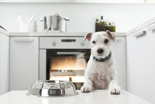 mama kabı ve köpek
