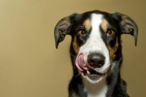 Köpeğinizin Aç Kalmasına İzin Vermeyin
