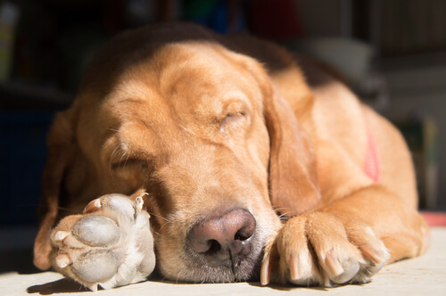 Köpekler Farklı Uyuma Şekillerini Nasıl Seçer