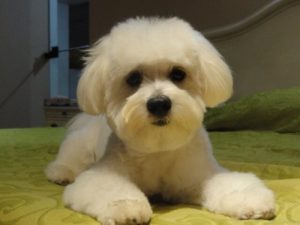 Apartman Köpekleri: Küçük Mekanlarda Yaşayabilen Irklar