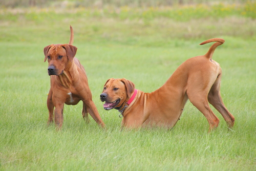 kahverengi iki köpek