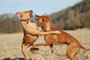 Alfa Köpekler ve Diğer Dominant Köpeklerin Özellikleri