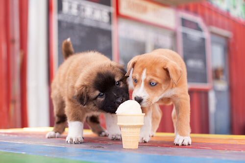 dondurma yiyen köpekler