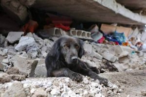 Ekvador’da Deprem: Köpek Evini Bırakmıyor