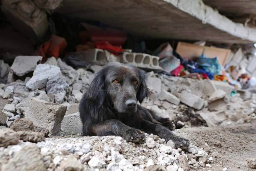 Ekvador’da Deprem: Köpek Evini Bırakmıyor